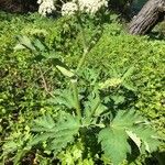 Heracleum lanatum Листок