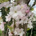 Prunus serrulata Květ