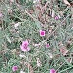 Althaea cannabina Habitat