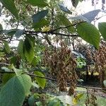 Pterostyrax hispidus Folla