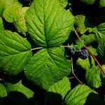 Rubus caesius ഇല