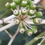 Fatsia japonica Fruit