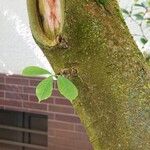 Magnolia kobus 树皮