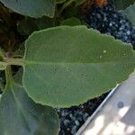 Kalanchoe velutina Leaf