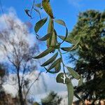 Salix × pendulina Leaf