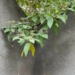 Solanum erianthum Leaf