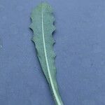 Crepis sancta Leaf