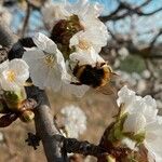 Prunus aviumFlor