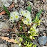 Corymbia gummifera പുഷ്പം