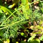 Cyclospermum leptophyllum Blatt