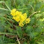 Galium verumFlower