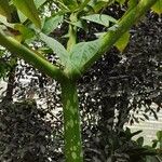 Amorphophallus titanum Hábito