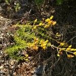 Hypericum empetrifolium Ffrwyth