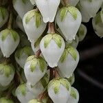 Pieris japonica Kwiat