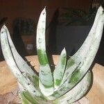 Aloe petricola Hostoa