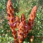 Orobanche rapum-genistaeBlad