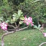 Adenium obesumBlüte