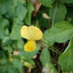 Vigna luteola Floro