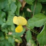 Vigna luteola Blomst