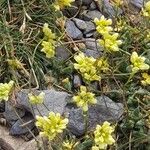 Biscutella intermedia Flower