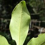 Syzygium baladense Leaf
