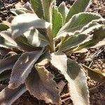 Verbascum sinaiticum Leaf