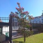 Lagerstroemia indicaFlower