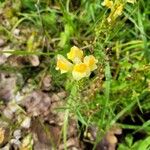 Linaria vulgarisCvet