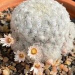 Mammillaria plumosa Цветок