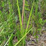 Gladiolus watsonioides 葉