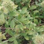 Sideritis hyssopifolia Hoja