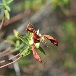 Hypericum lanceolatum Fruit