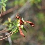 Hypericum lanceolatum Фрукт