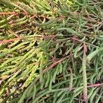 Salicornia bigelovii 葉