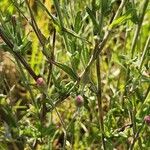 Gutenbergia rueppellii Hoja
