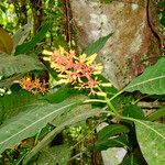 Palicourea guianensis Λουλούδι