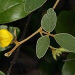 Cajanus reticulatus Flower