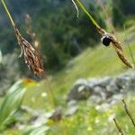 Carex sempervirens Fula