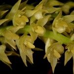 Bulbophyllum polypodioides Blüte
