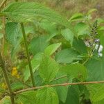 Stevia ovata Feuille