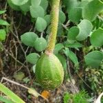 Capparis cartilaginea Fruit