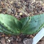 Aloe marlothii 葉