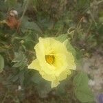 Gossypium barbadense Flor