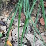 Nothoscordum gracile Leaf