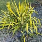 Yucca flaccida পাতা