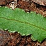 Lindsaea vieillardii 葉
