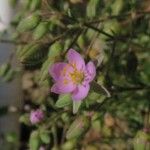 Spergularia rupicola Blodyn