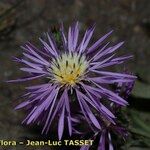 Volutaria muricata Fula