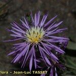 Volutaria muricata Fleur