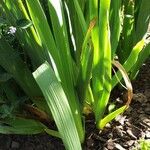Iris albicans Levél